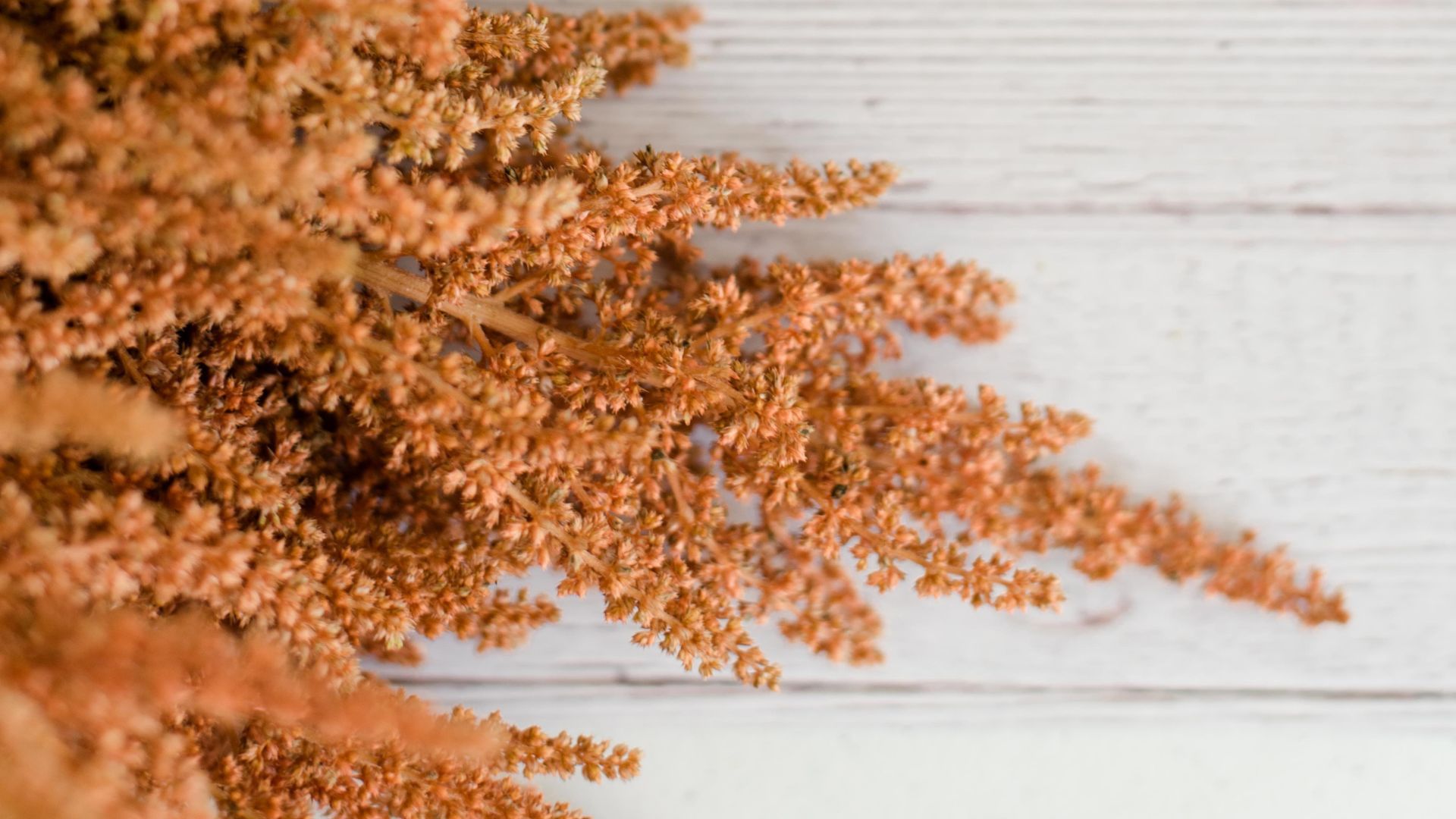 Amaranth- Gluten-free grain