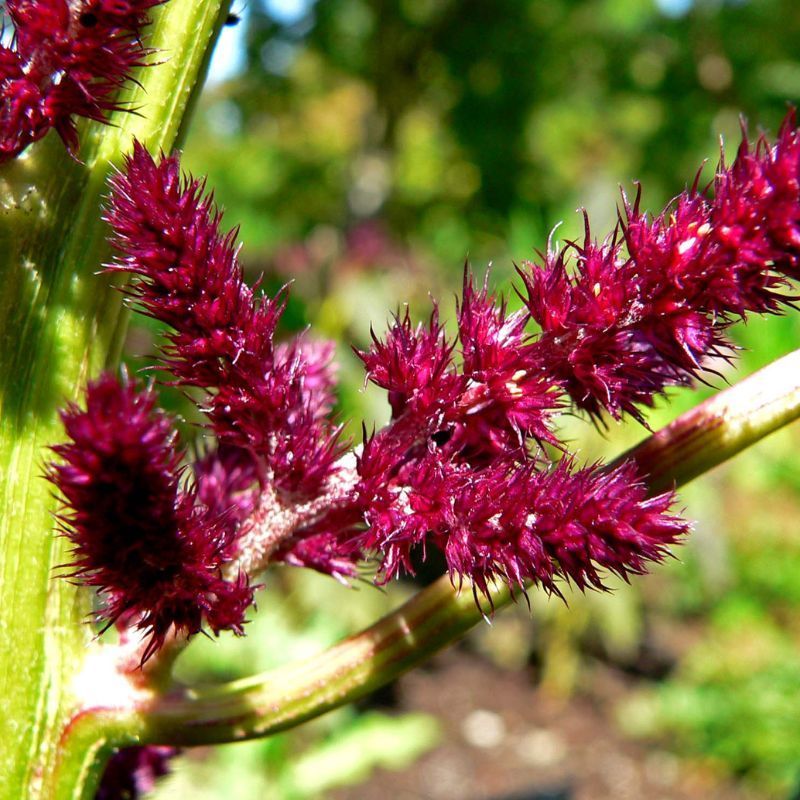 Amaranth: Know all about the superfood grain that is tasty and versatile
