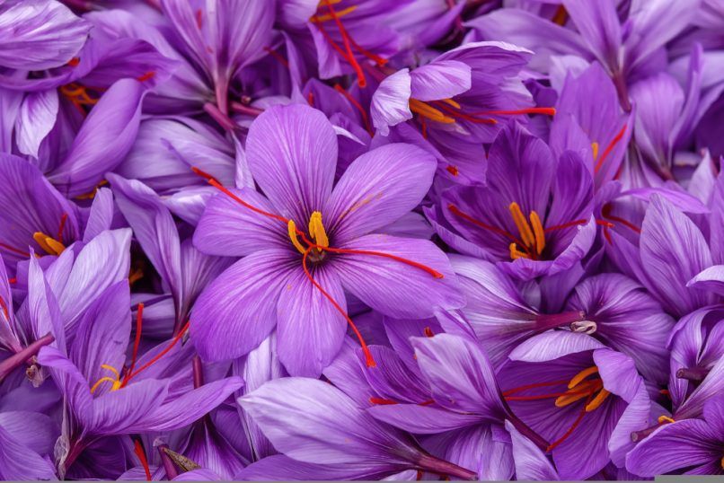 Why is Kashmiri saffron so expensive?