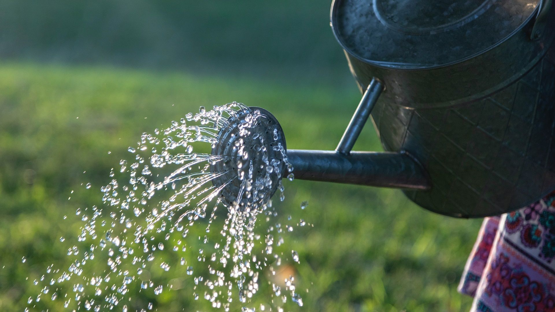 Watering plant