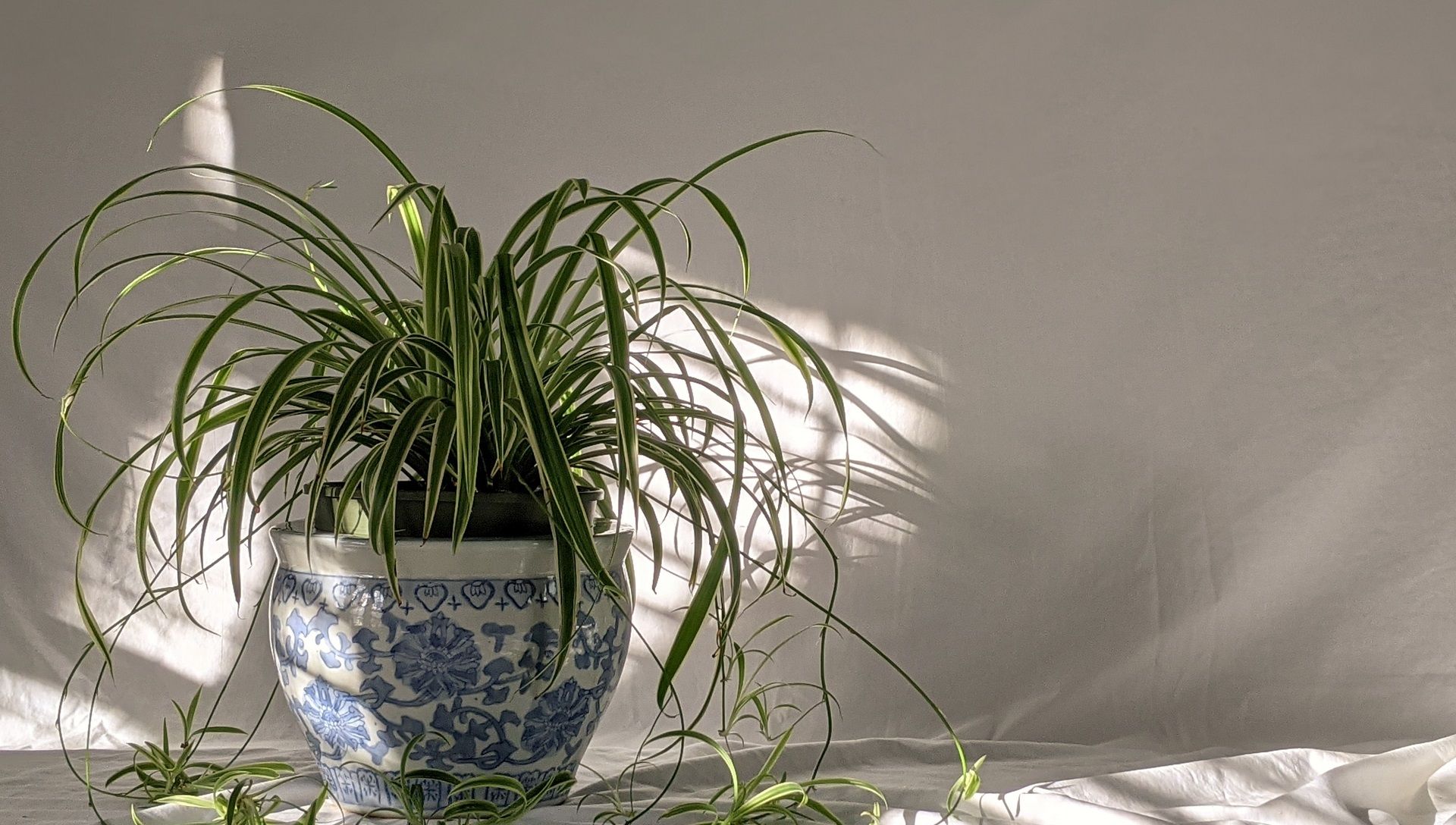 plant