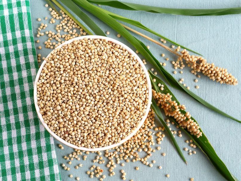 Sorghum Millet or Jowar
