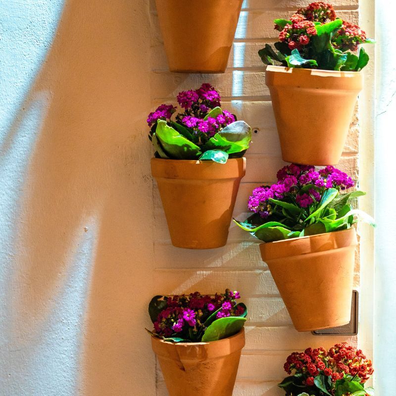 Add some colour to your garden by planting these flowers this summer