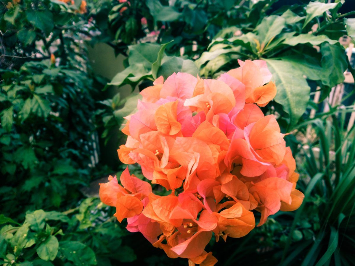 Summer flowering plants that you can grow in your garden