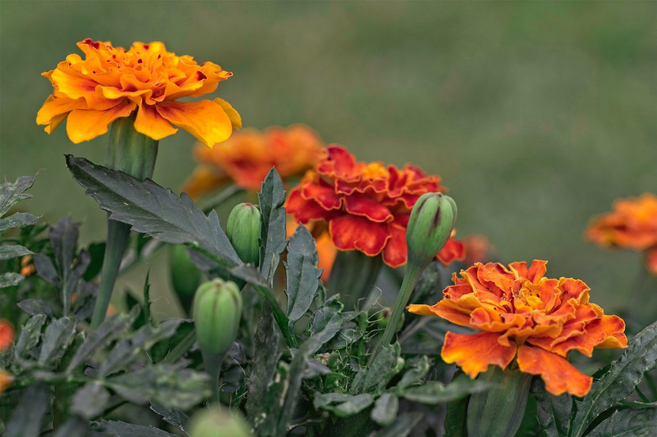 Summer flowering plants that you can grow in your garden
