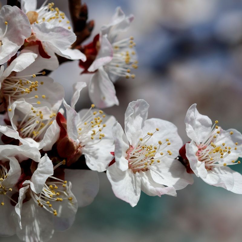 Ladakh's Apricot Blossom Festival to begin on April 4