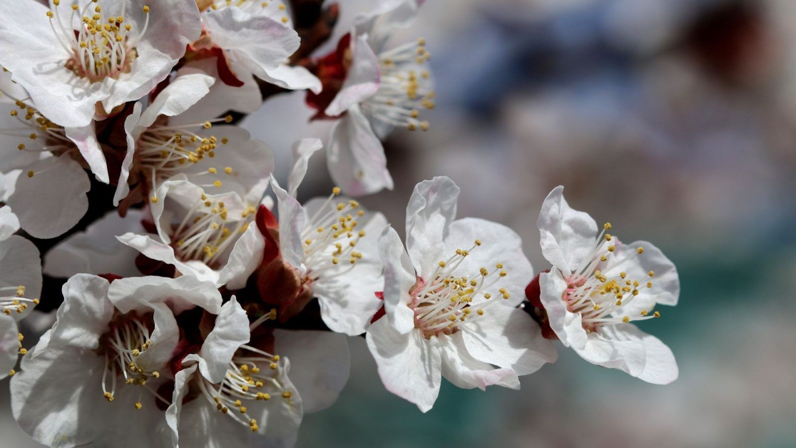 Ladakh's Apricot Blossom Festival to begin on April 4