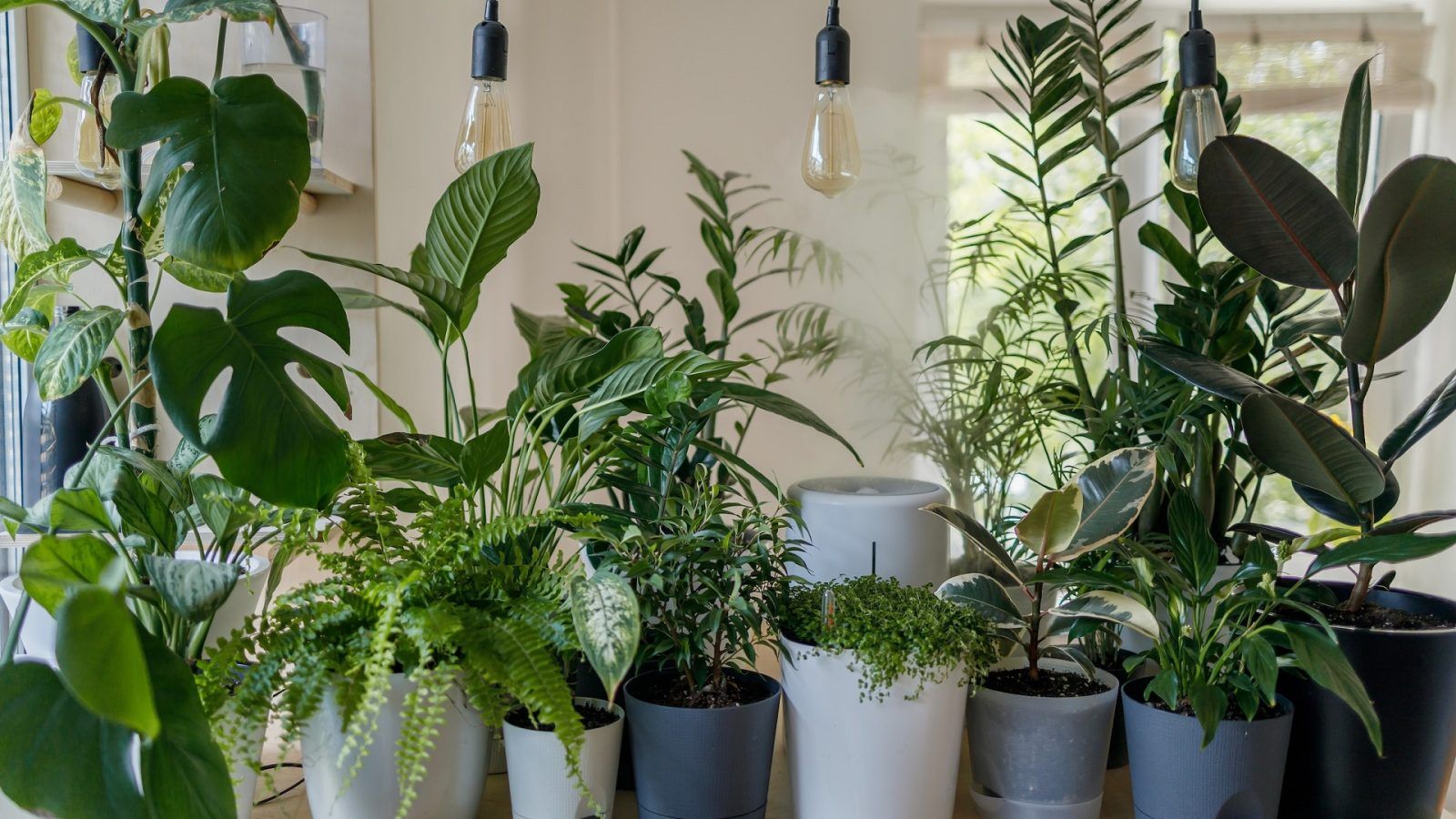 Everything you need to know about the health benefits of houseplants
