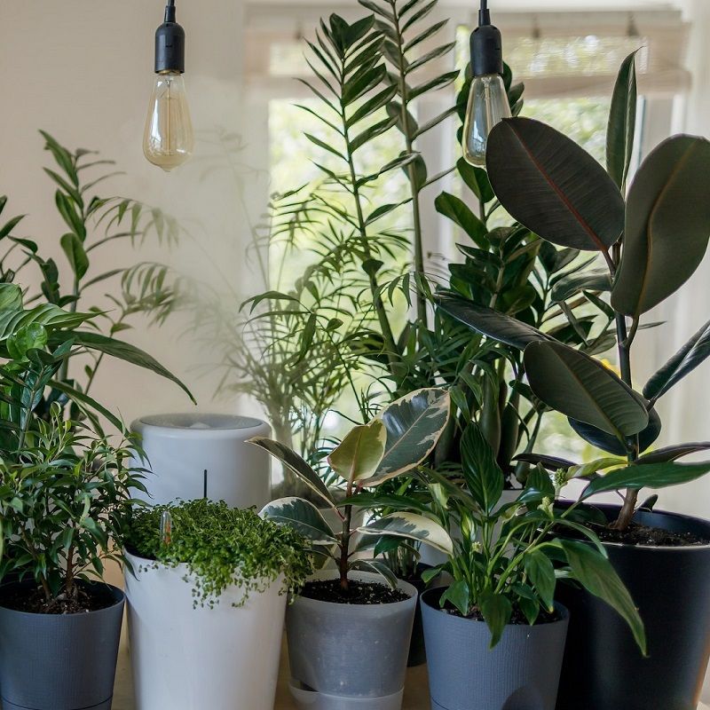 Everything to know about the health benefits of houseplants