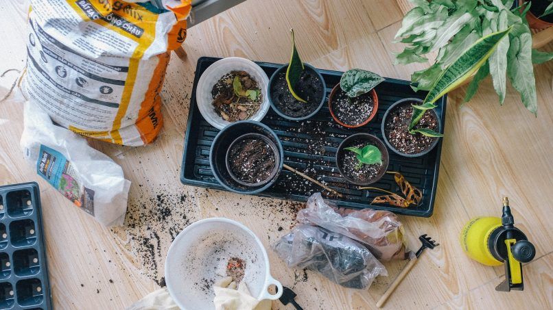 Health benefits of houseplants