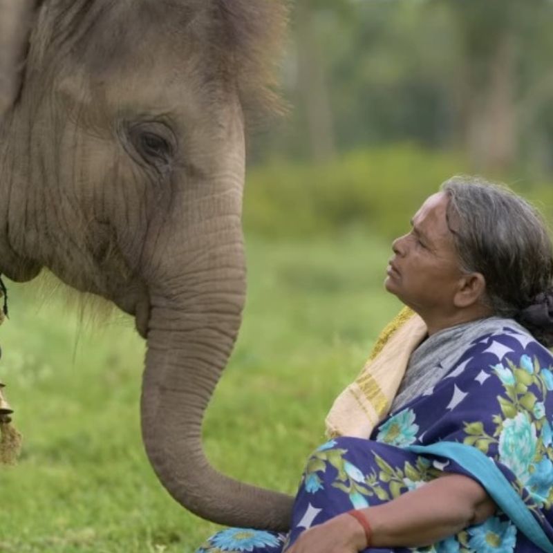 Mudumalai National Park’s online searches rise after ‘The Elephant Whisperers’ Oscar win
