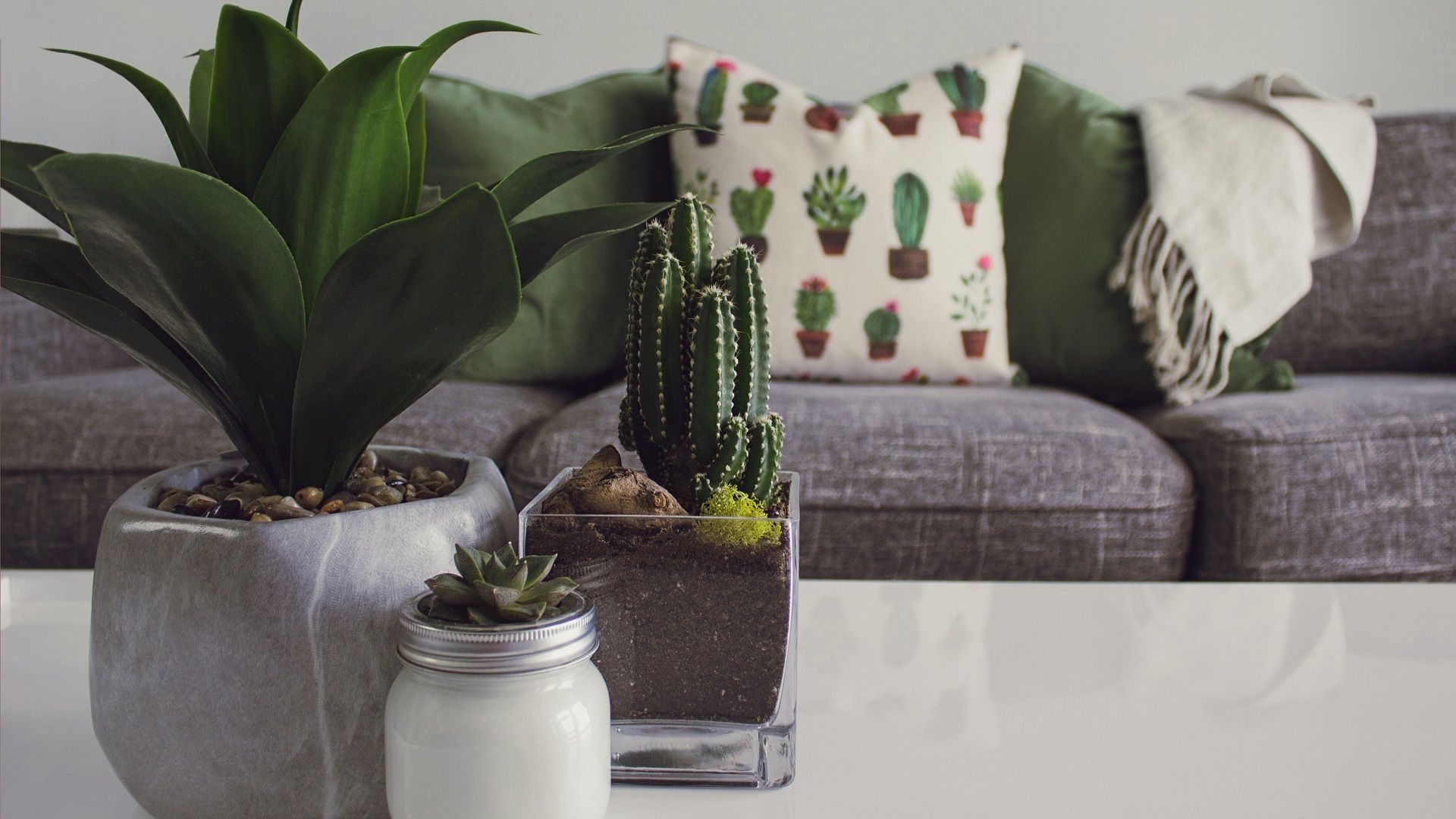 houseplants air quality
