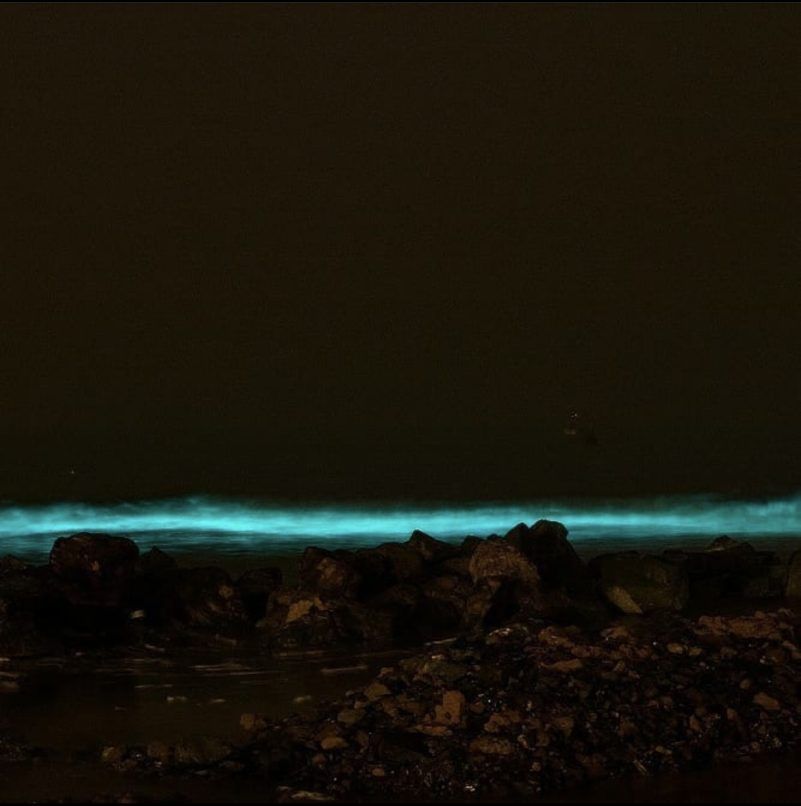 Bioluminescence casting its magic on the bays.