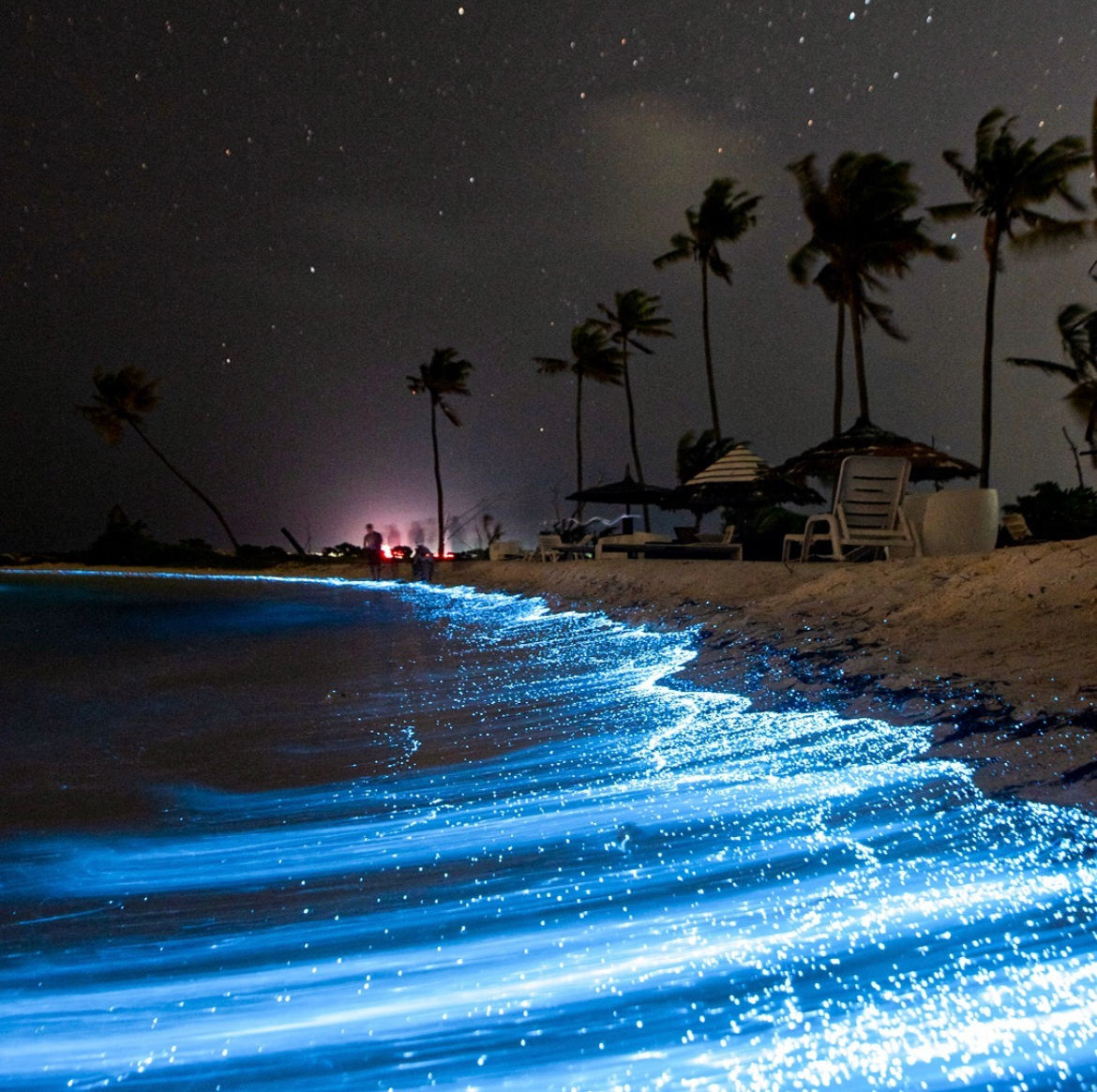 Bioluminescence casting its magic on the bays.