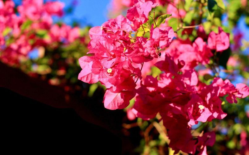 Delhi to host first Bougainvillea Flower Show between 14 -16 April