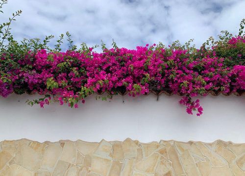 Delhi to host first Bougainvillea Flower Show between 14 -16 April