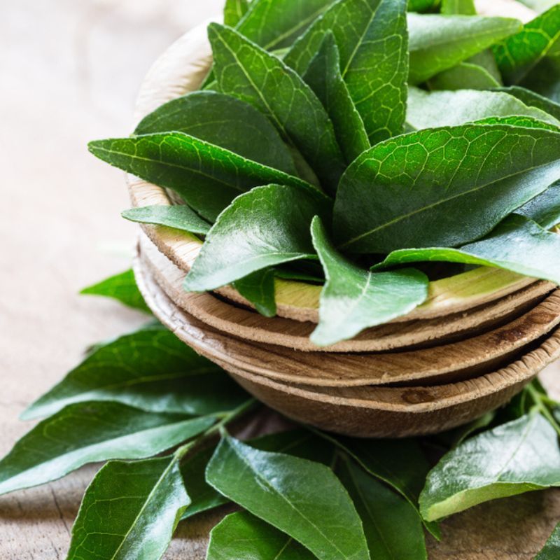 Learn about the many benefits of consuming curry leaves