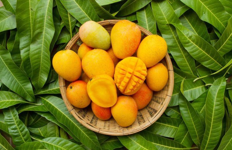 Mango health benefits From boosting immunity to aiding in weight loss