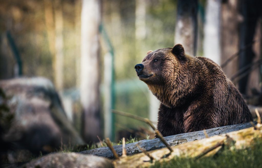 Bear Meaning, Bear Symbolism, Bear Spirit Animal