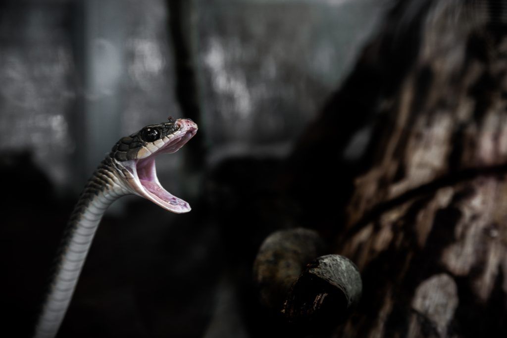 Zodiac Sign's Spirit Animal