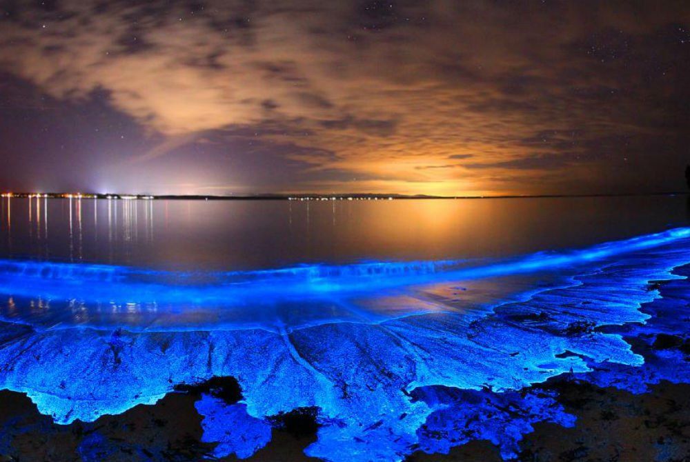 La bioluminiscencia arroja su magia sobre las bayas.