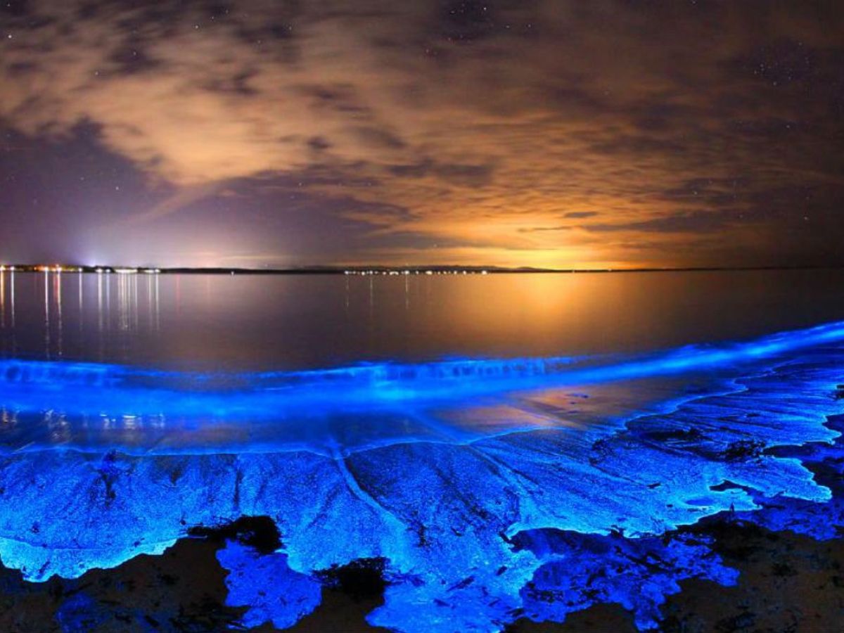 Источники синего света. Планктон ночесветка. Биолюминесцентный фитопланктон. Озеро Джипсленд Австралия. Остров Ваадху Мальдивы.