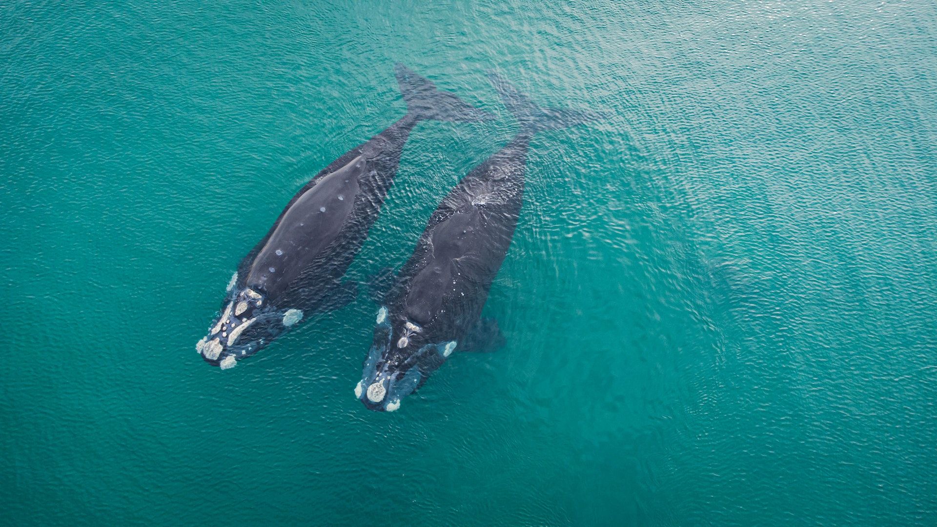 Whale stock market animal