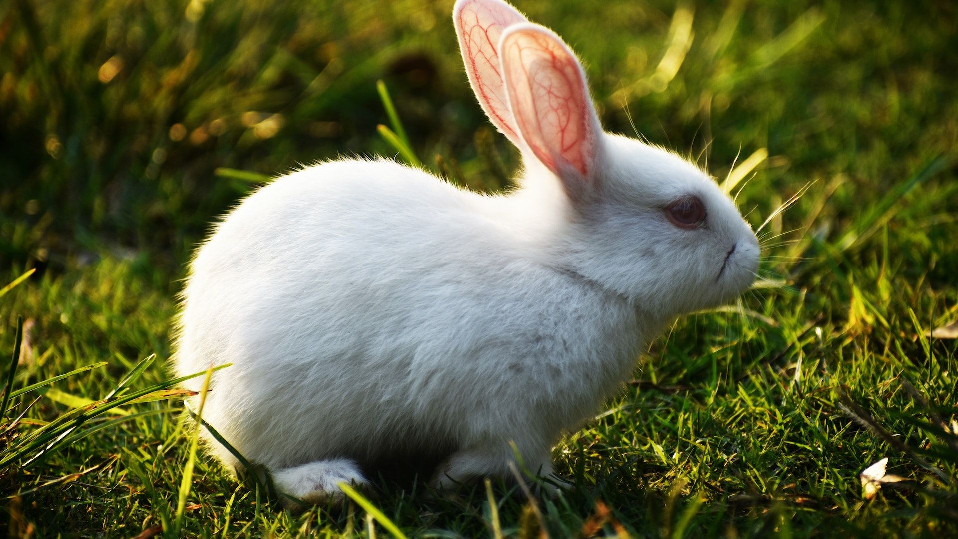 Rabbit Stock Market Animal