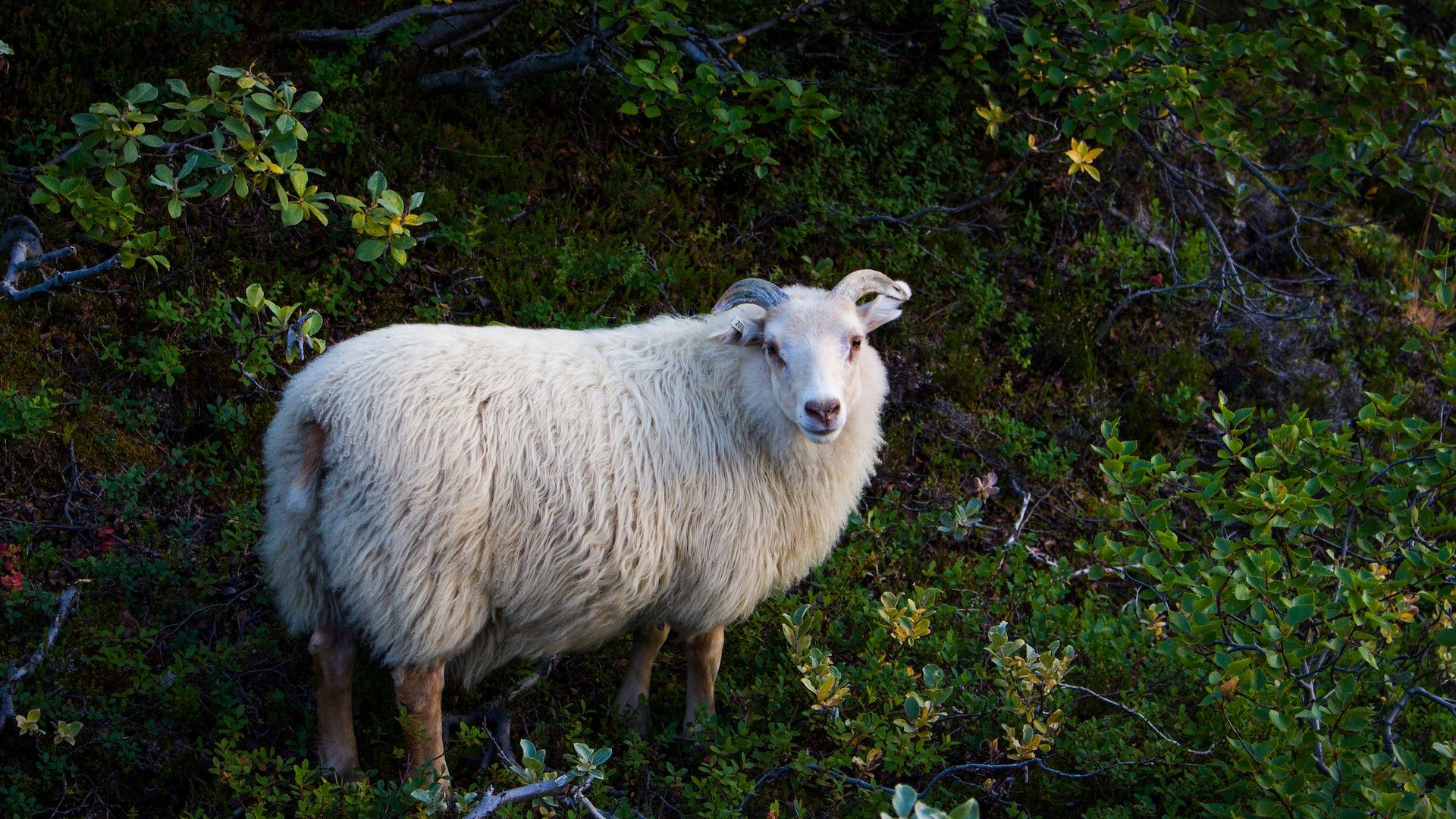 sheep stock market animals