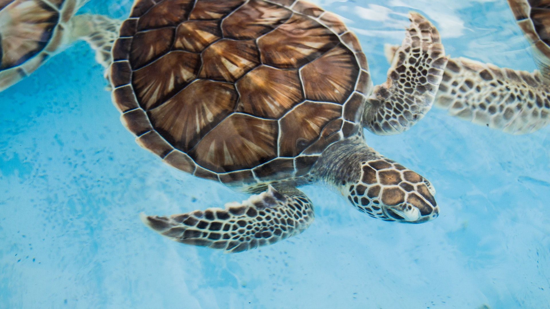 Turtle stock market animal