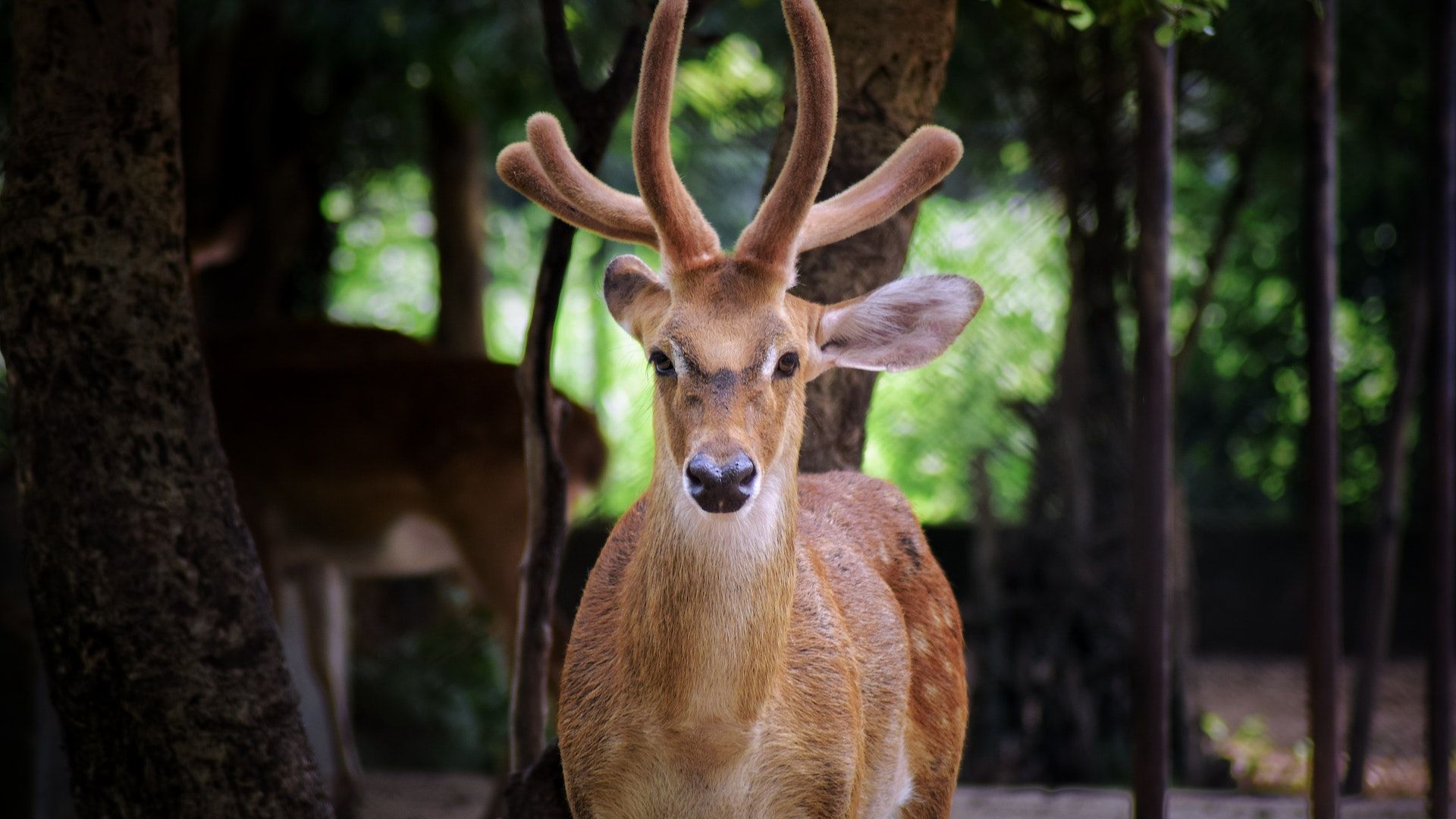 Stag stock market animal