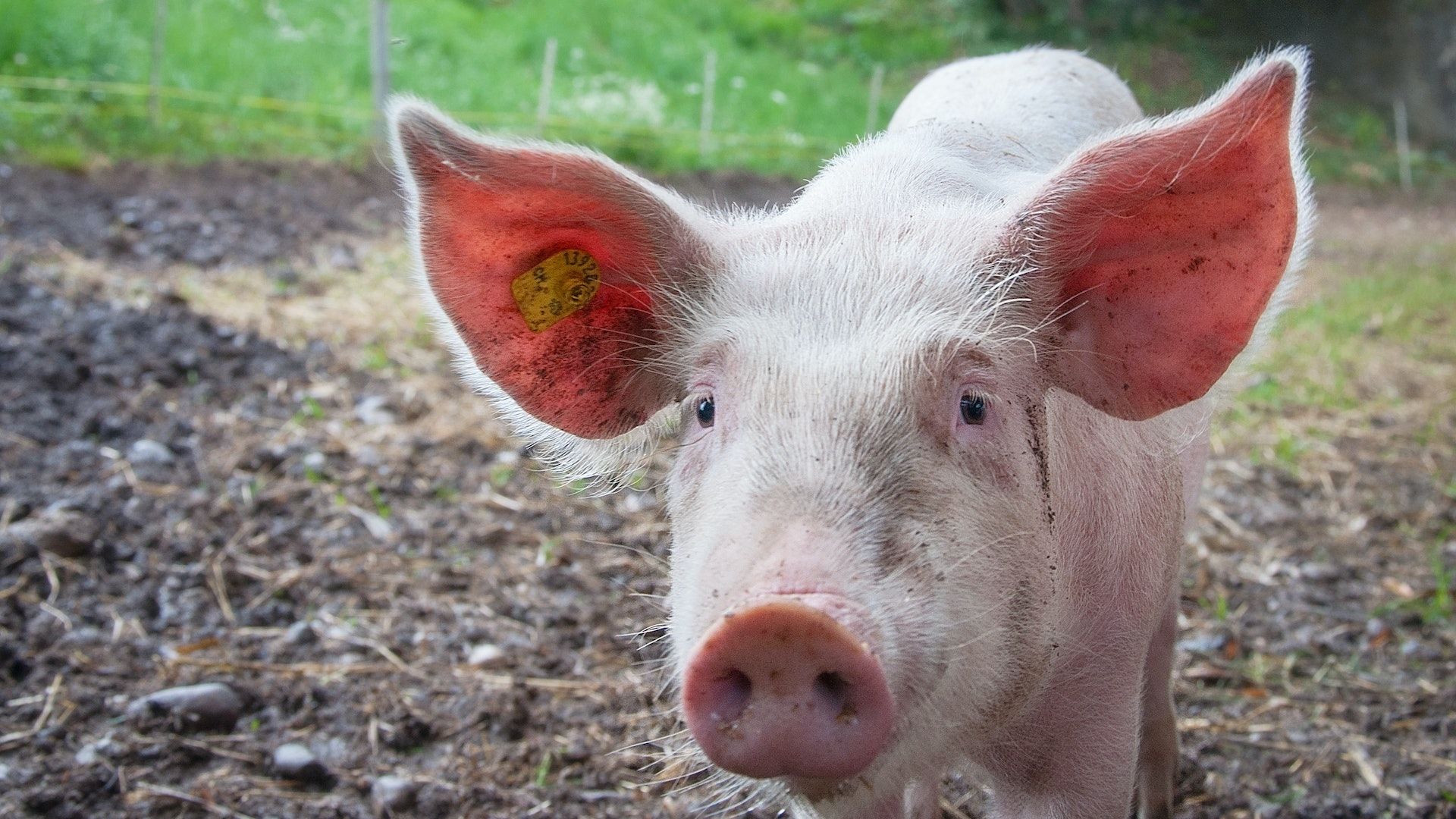 pig