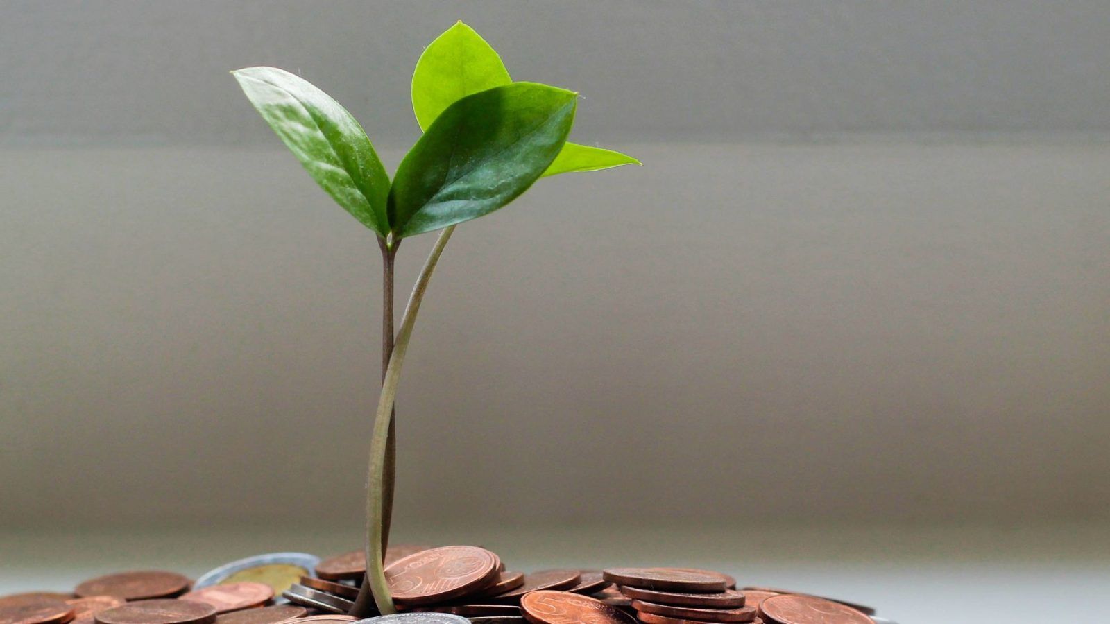 Feng Shui Lucky Plants Tips To Grow Money Plants For Wealth