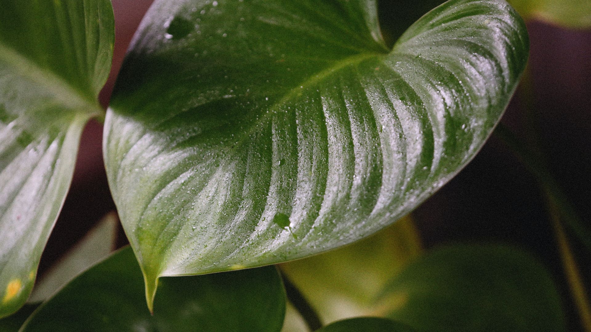 Feng shui lucky plants Tips to grow money plants for wealth