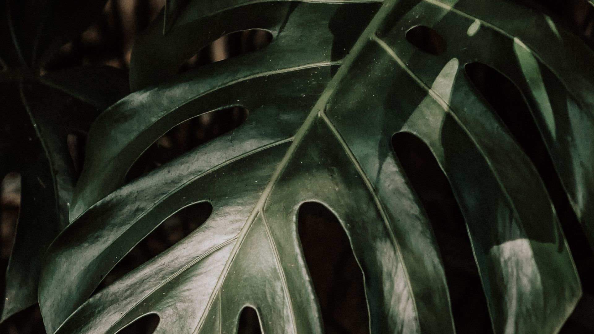 Feng shui lucky plants Tips to grow money plants for wealth