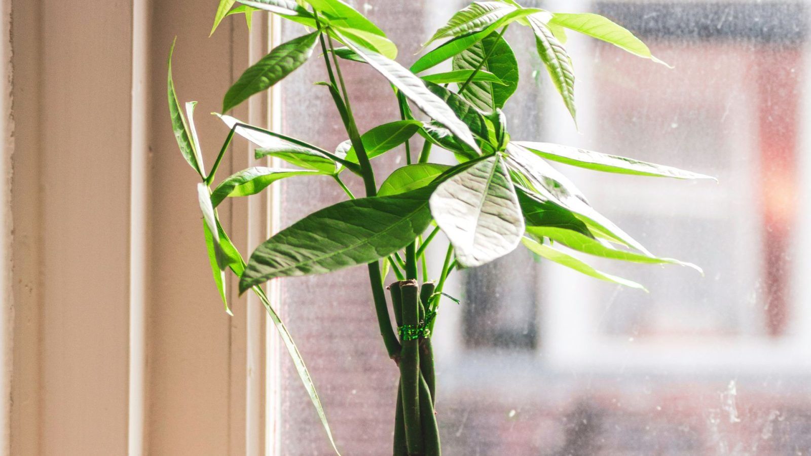 Feng shui lucky plants: Tips to grow money plants for wealth