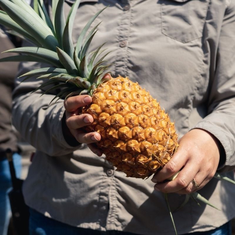 Most expensive fruits in the world to splurge on