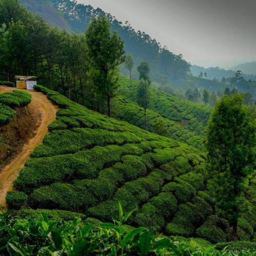 Valley of Flowers trekking guide