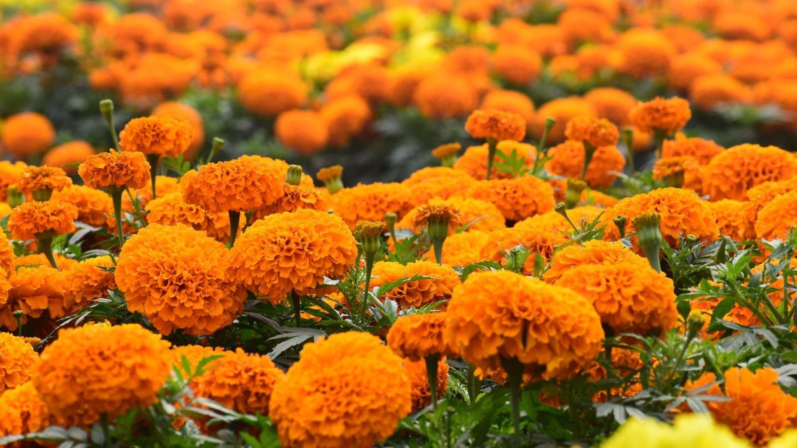 Kattakkada is witnessing an influx of travellers due to Marigold blooms