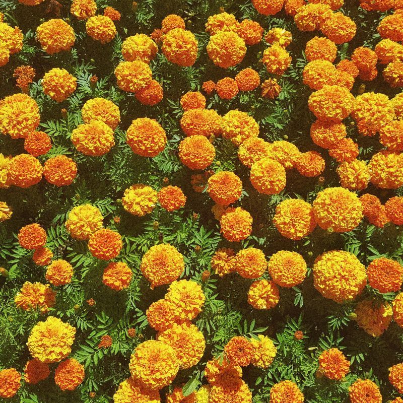 Travellers are flocking to Kattakkada, Kerala ahead of Onam. The reason? Marigolds!