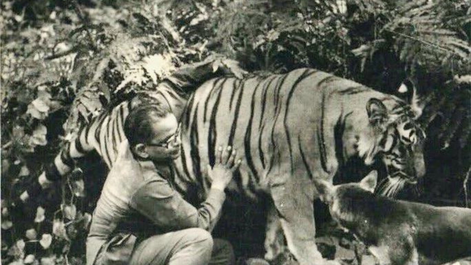 Royal Bengal Tiger - Vanishing Treasures