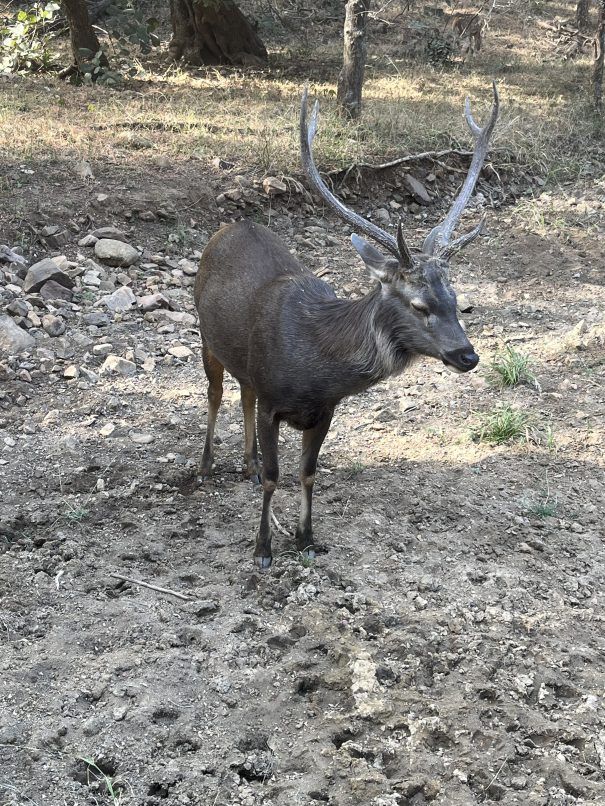 Wild Sambar 