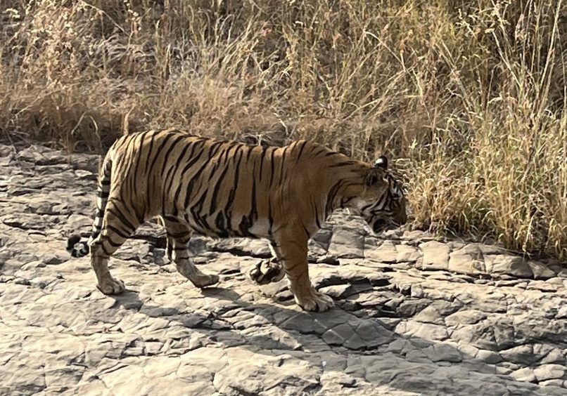 Royal Bengal Tiger - Vanishing Treasures