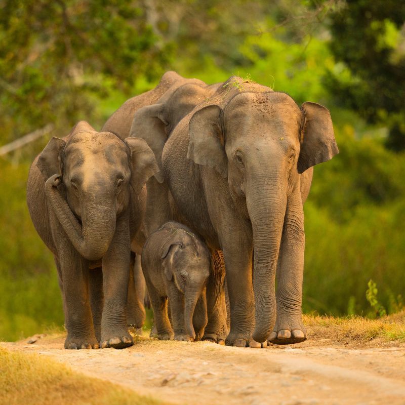Your ultimate guide to South India’s must-visit national parks