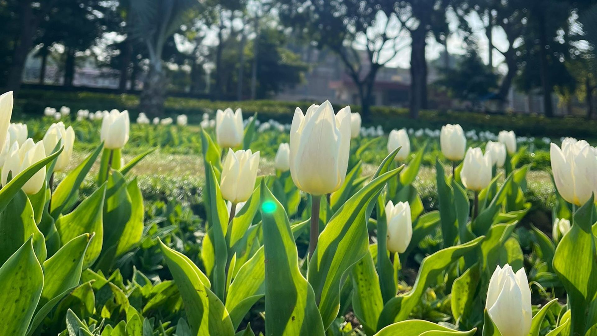 Tulip Festival in Delhi 2024 Dates, venue, timings and more