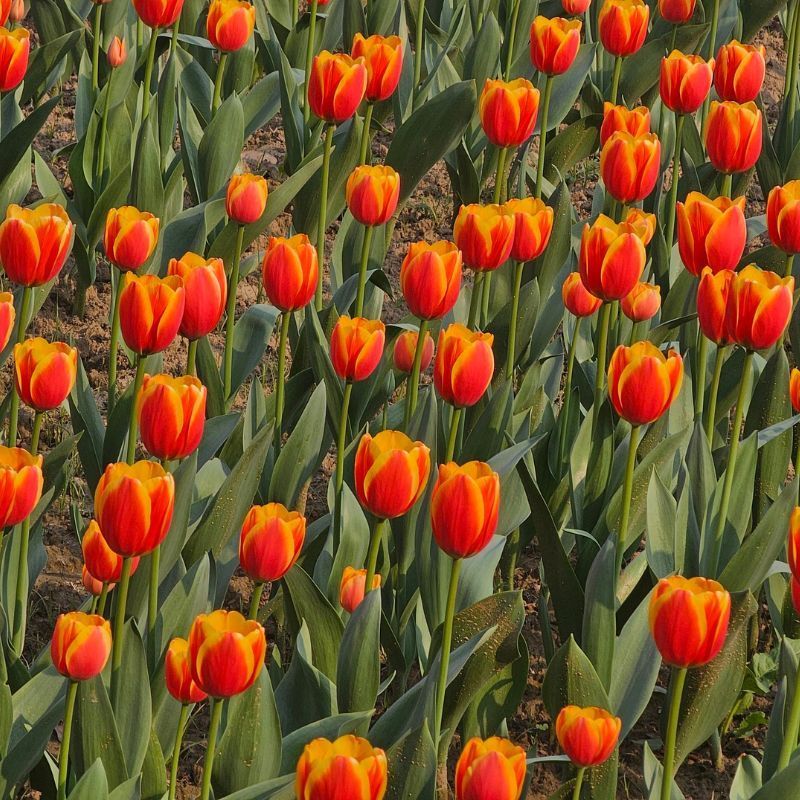 Delhi Tulip Festival 2024: Explore the rare and captivating Dutch blooms at Shanti Path