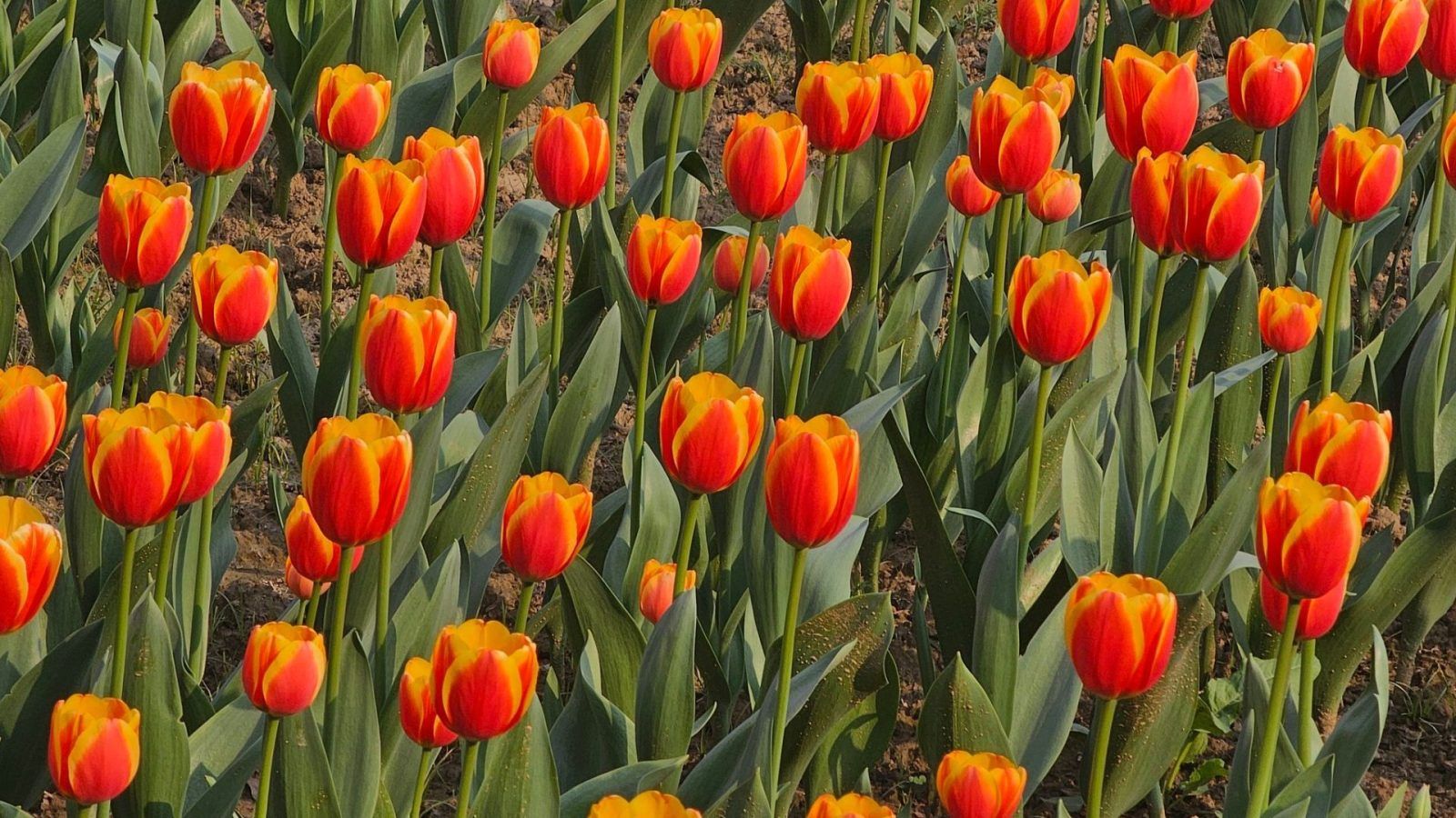 Tulip Festival in Delhi 2024 Dates, venue, timings and more