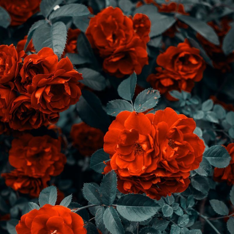 Rose, Lily, Sunflower and more: Find your lucky flower based on your zodiac sign