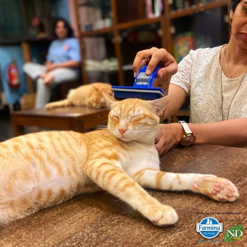 The Cat Cafe Studio in Mumbai voices the notion of 'adopt don't shop'