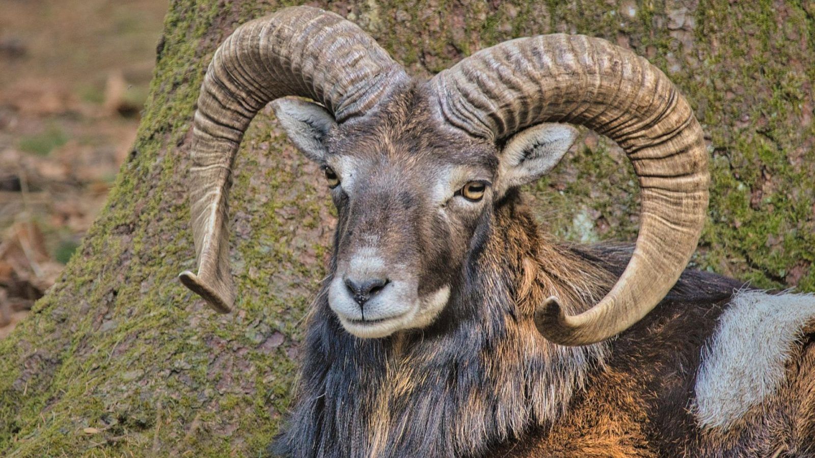 Aries zodiac personality traits, compatibility and more | Lifestyle ...